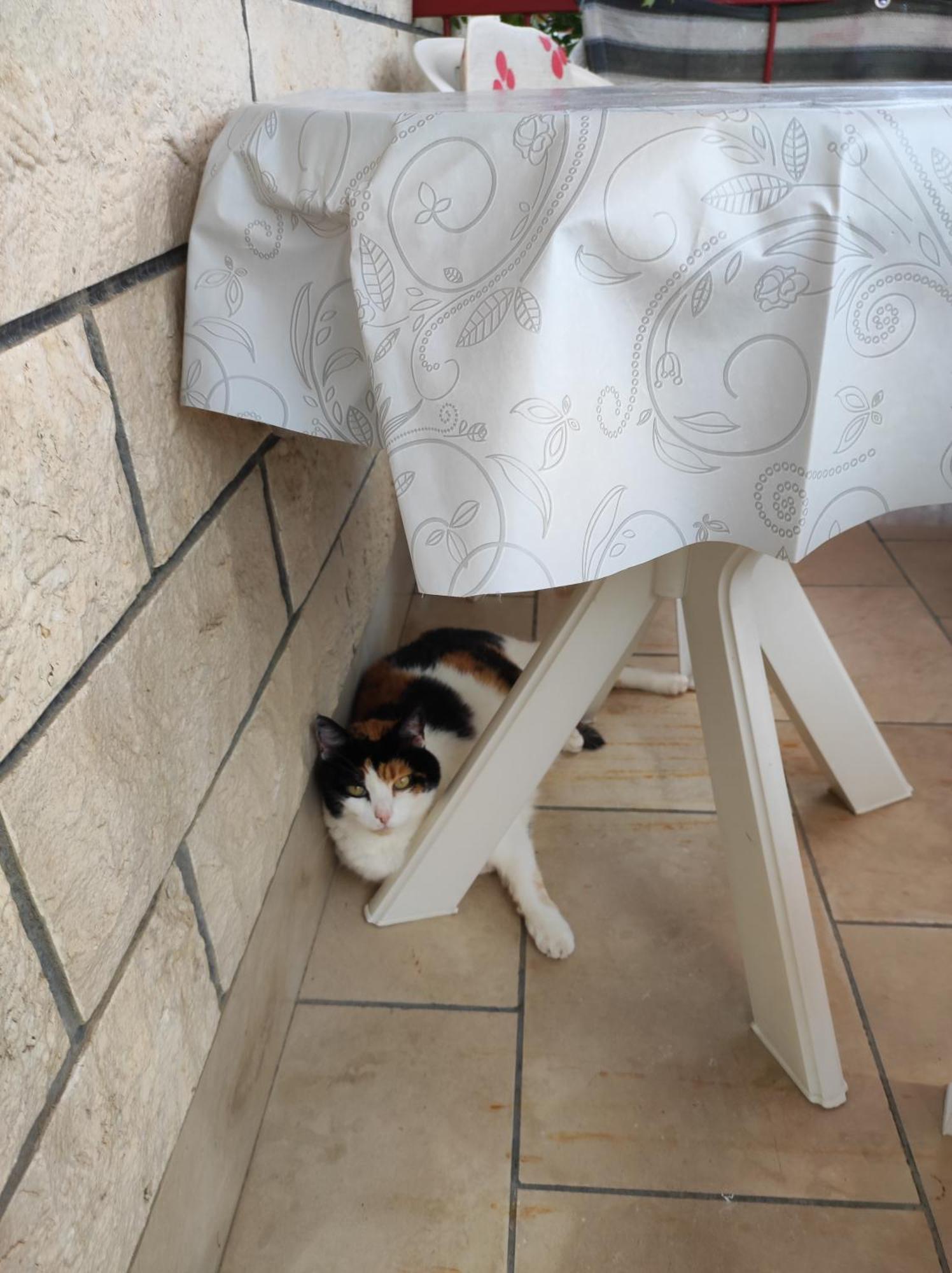 Apartman Valentino